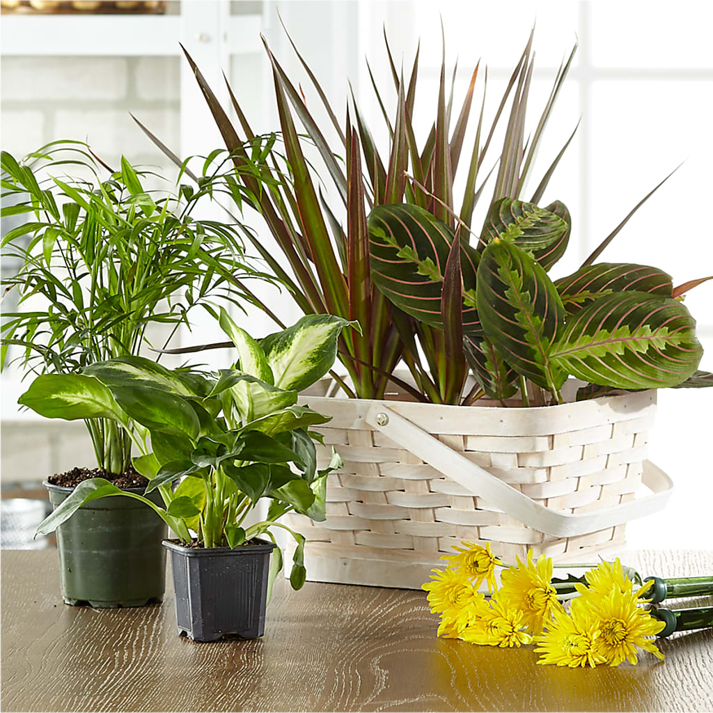 Florist Designed Blooming and Green Plants in a Basket – BEN & NEVA'S FLOWERS, Grand Saline TX