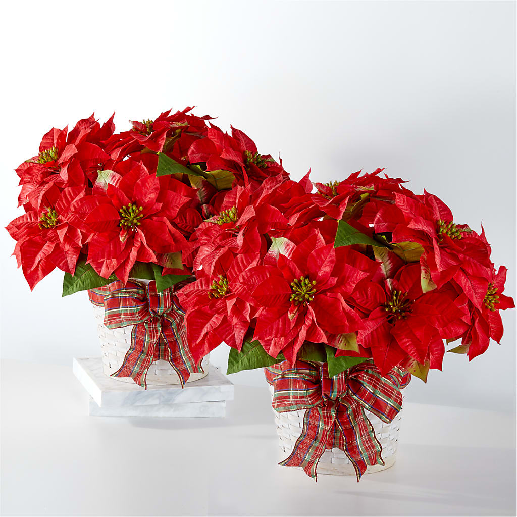 Happiest Holidays Poinsettia Bundle – BEN & NEVA'S FLOWERS, Grand Saline TX