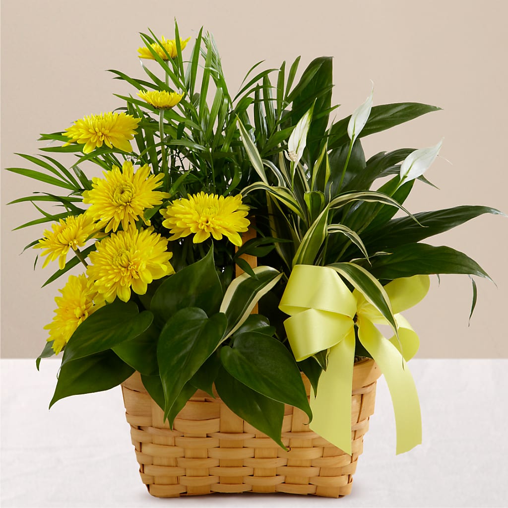 Loving Light Dishgarden – BEN & NEVA'S FLOWERS, Grand Saline TX
