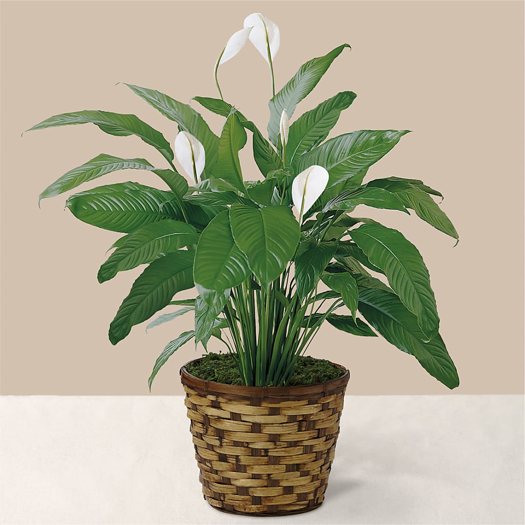 Tranquil Moments Peace Lily Plant – BEN & NEVA'S FLOWERS, Grand Saline TX