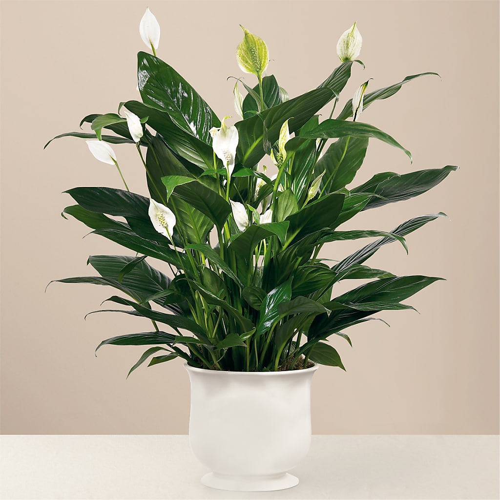 Comfort Planter – BEN & NEVA'S FLOWERS, Grand Saline TX