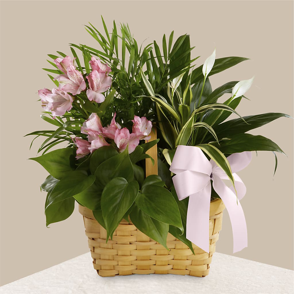 Living Spirit Dishgarden – BEN & NEVA'S FLOWERS, Grand Saline TX
