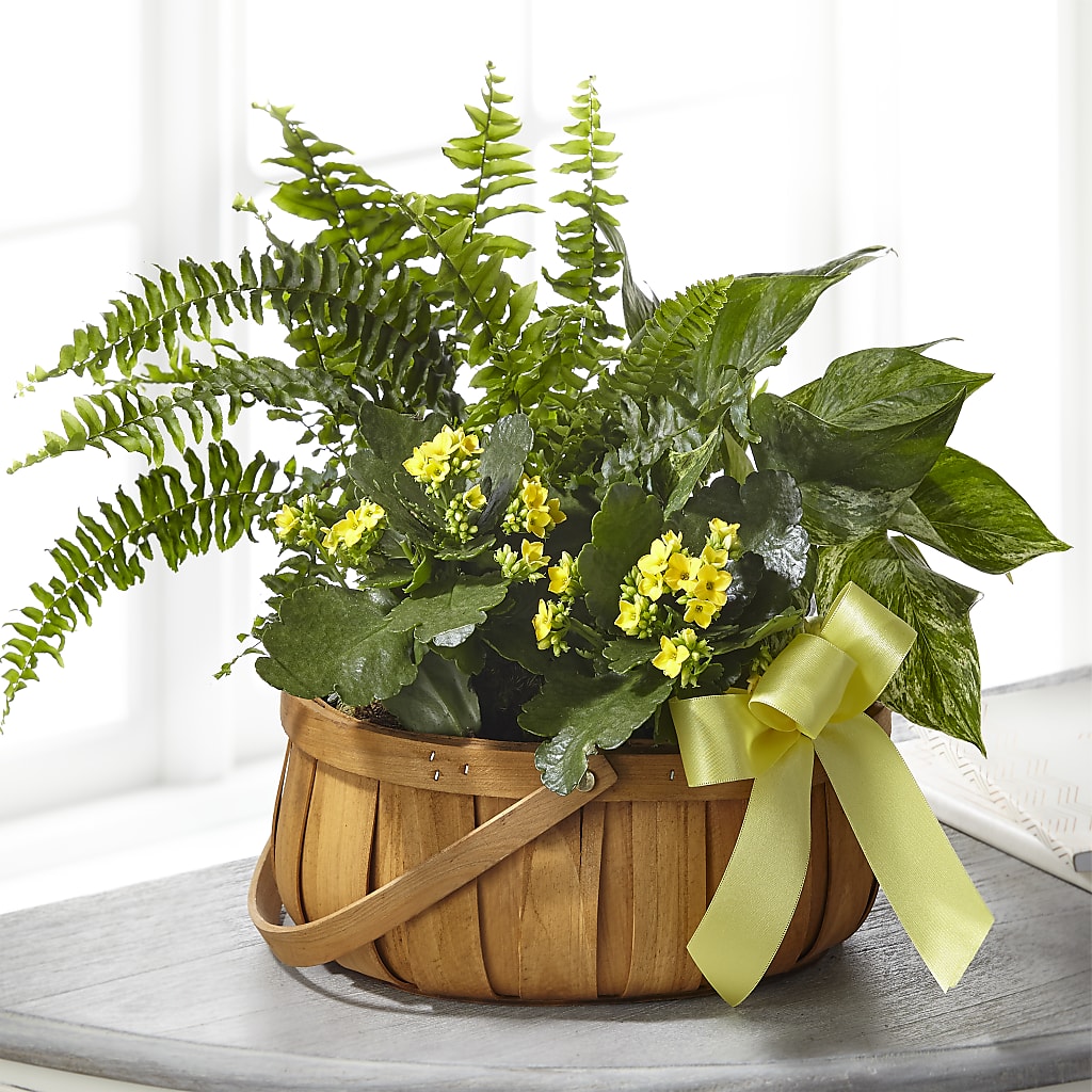 Always Dear Dishgarden – BEN & NEVA'S FLOWERS, Grand Saline TX