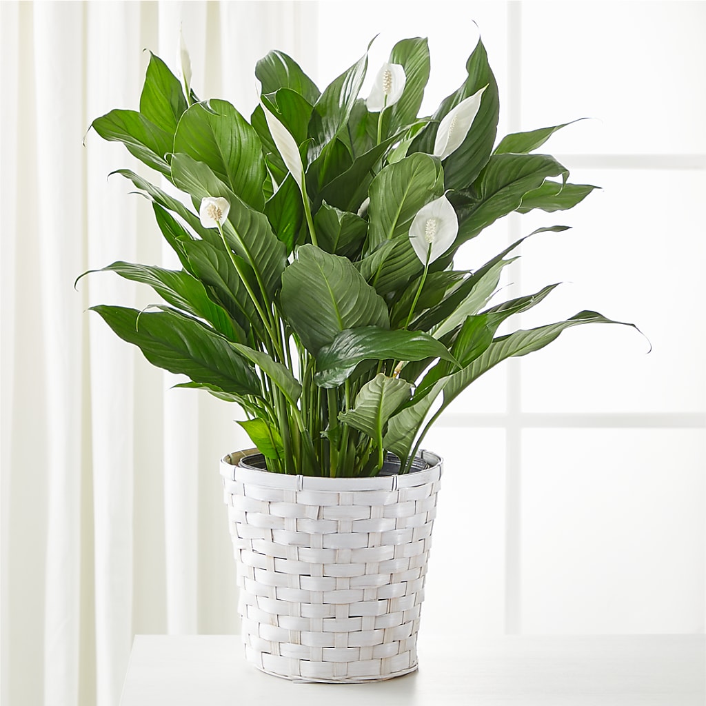 A New Leaf Peace Lily – BEN & NEVA'S FLOWERS, Grand Saline TX