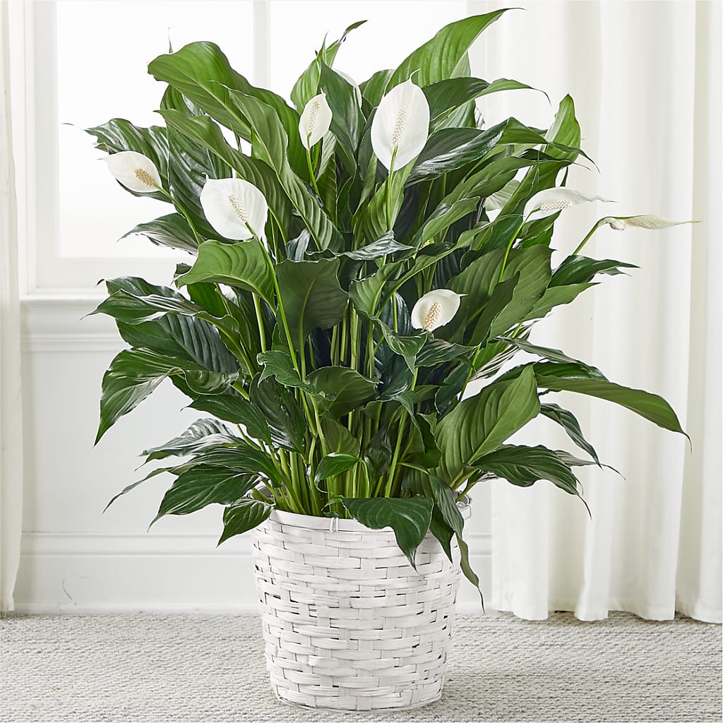A New Leaf Peace Lily – BEN & NEVA'S FLOWERS, Grand Saline TX