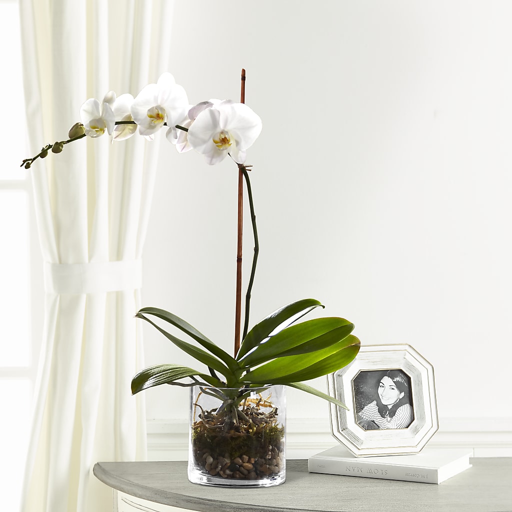 White Orchid Planter – BEN & NEVA'S FLOWERS, Grand Saline TX