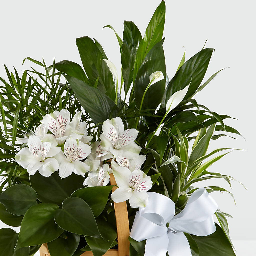 Peace & Serenity Dishgarden – BEN & NEVA'S FLOWERS, Grand Saline TX