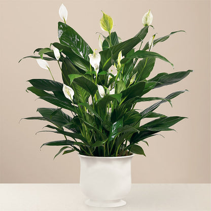 Comfort Planter – BEN & NEVA'S FLOWERS, Grand Saline TX