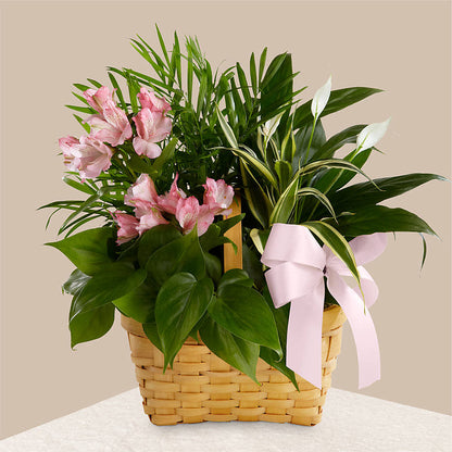 Living Spirit Dishgarden – BEN & NEVA'S FLOWERS, Grand Saline TX