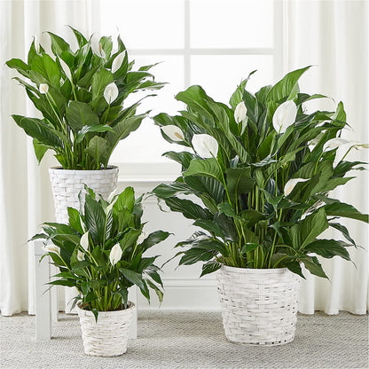A New Leaf Peace Lily – BEN & NEVA'S FLOWERS, Grand Saline TX