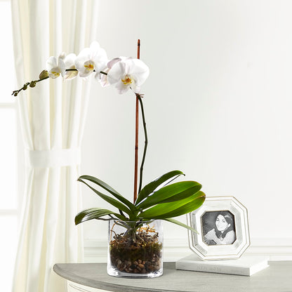 White Orchid Planter – BEN & NEVA'S FLOWERS, Grand Saline TX
